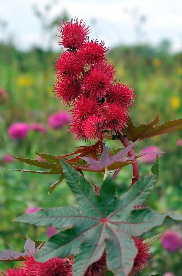 Close-up of a castor bean plant with its distinctive red seed pods